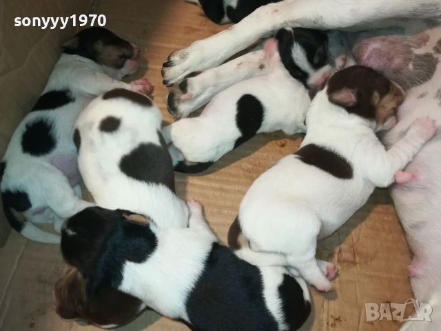 ДЖАК РЪСЕЛ-КУЧЕНЦА 2208250727, снимка 11 - Джак ръсел териер - 51449340