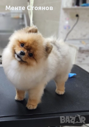 померан , снимка 9 - Померан - 53266878