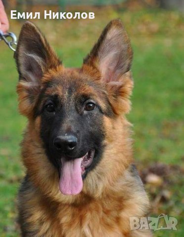 Немска овчарка с родословие , снимка 11 - Немска овчарка - 42379286