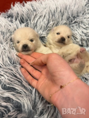 Померани, снимка 10 - Померан - 53515139