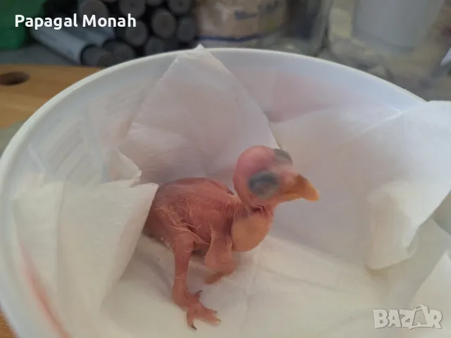 Еклектуси Благороден папагал, снимка 12 - Папагали - 41415366