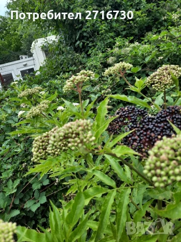 Сироп от бял и черен бъз , снимка 7 - Домашни продукти - 51290370