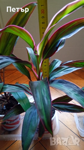 цветя -стайни растения, снимка 3 - Разсади - 52113623