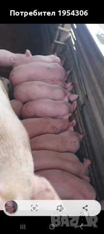 Свободни, снимка 2 - Прасета - 53230188