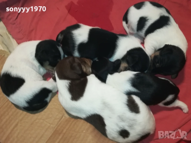 ДЖАК РЪСЕЛ-250ЛВ ЗА СЛАДКО КУТРЕ ПО ИЗБОР 2808250855, снимка 9 - Джак ръсел териер - 51518360