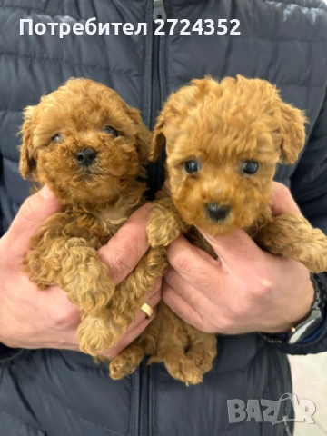 Той Пудел Ред Априкот, снимка 4 - Пудели - 53471351