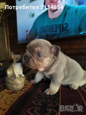 Френски булдог 