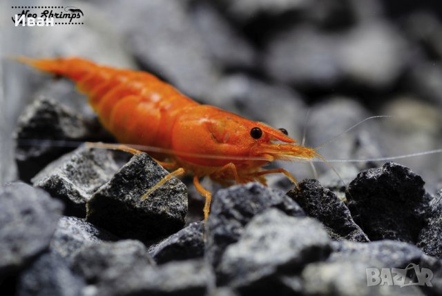 Аквариумни скариди - оранжеви /Orange Pumpkin Sakura/, снимка 3 - Други - 36537794