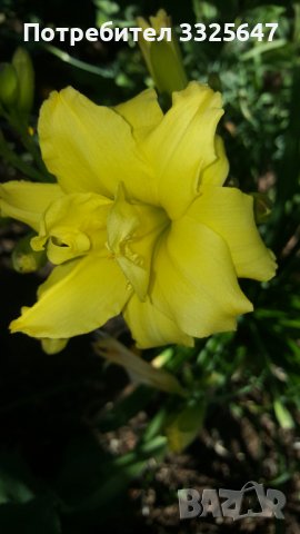 Хемерокалис , снимка 2 - Градински цветя и растения - 37162052