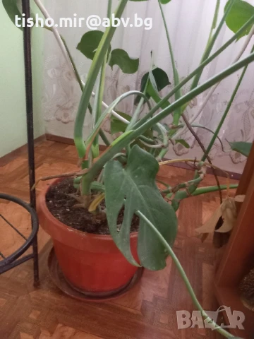 Филодендрон, снимка 2 - Стайни растения - 50517631