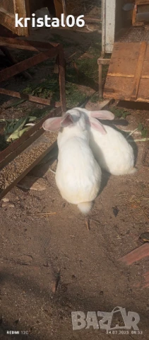 Зайци , снимка 2 - Други животни - 51124285