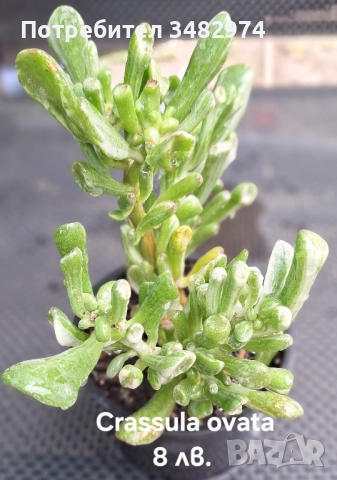 Предлагам стайни растения, снимка 4 - Стайни растения - 52260638