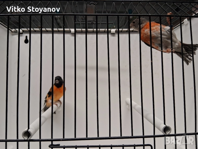 Венецуелски скатии, снимка 2 - Канари - 52944016