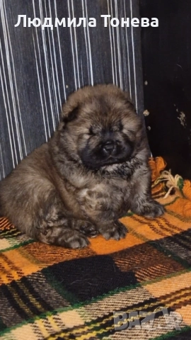 Елитно червено момченце ЧАУ ЧАУ с международно родословие, снимка 2 - Чау Чау - 52450780