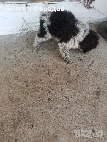 Малко кученце лагото романьоло , снимка 2 - Други - 52795615