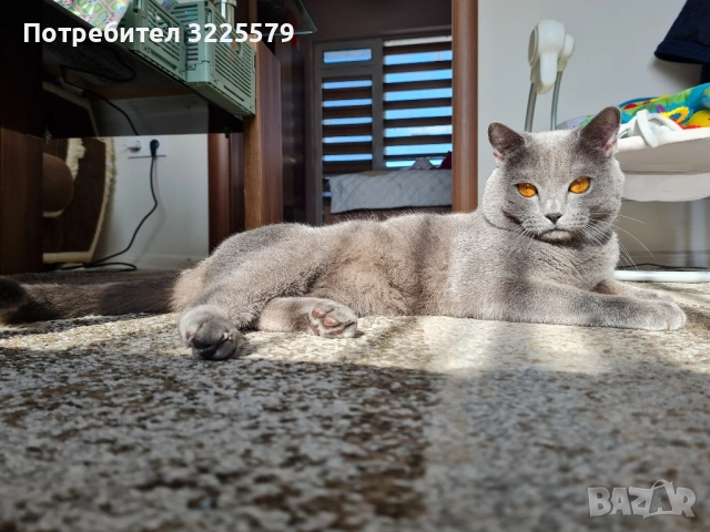 Британец за разплод