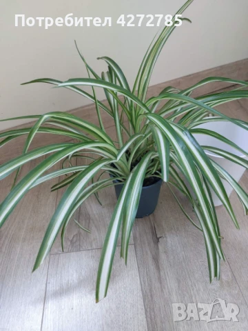 Хлорофитум Вариегата , снимка 2 - Стайни растения - 50851485