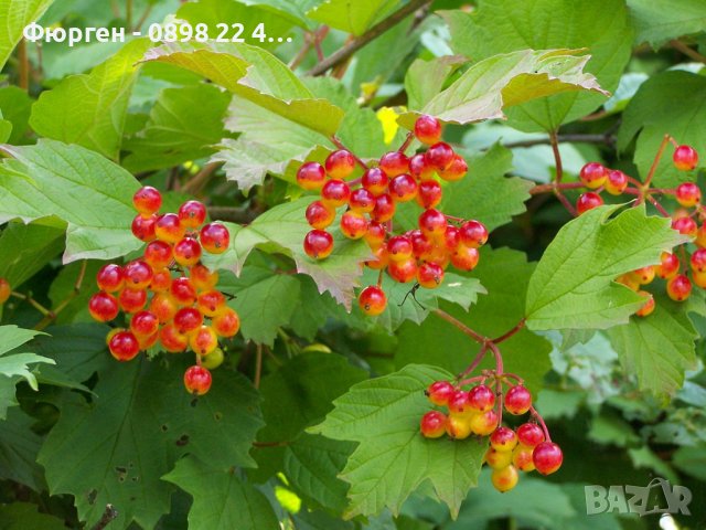 калина - червена  и жълта (viburnum opulus)  , снимка 4 - Разсади - 38210188