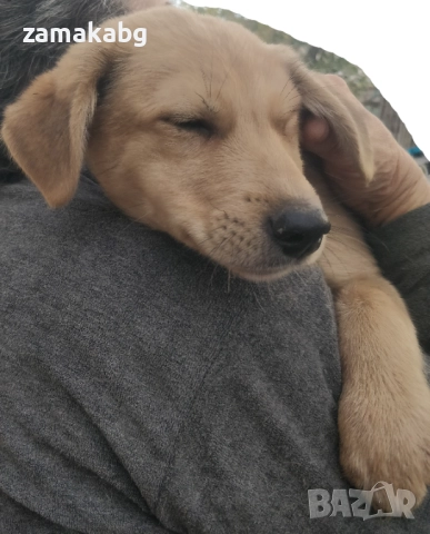 Подаряваме кученцe бездомниче пухено бобче мъжко, снимка 2 - Други - 52565899