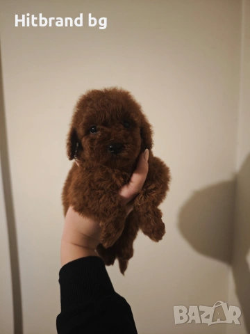 Пудел Той , снимка 8 - Пудели - 48264579