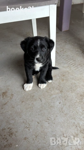 ПОДАРЯВАМ полу Лабрадорче