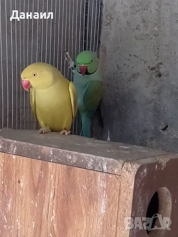 Малък Александър -чифт, снимка 2 - Папагали - 53537446