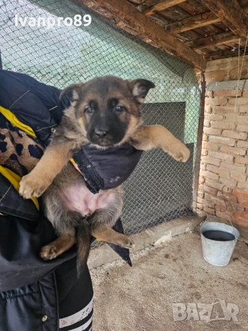 Продавам немски овчарки, снимка 8 - Немска овчарка - 52590063