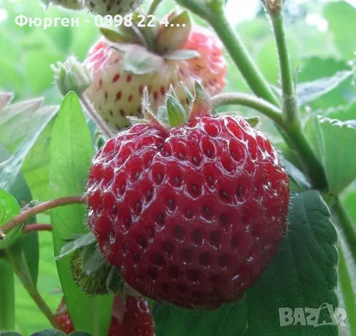 ЯГОДА МАЛИНА FRAMBERRY, снимка 5 - Разсади - 49133319