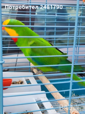 Птици на супер цени