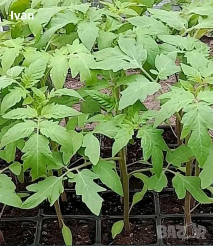 Разсад , снимка 2 - Сортови семена и луковици - 53047246