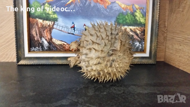 Препарирана риба Фуго  , снимка 6 - Антикварни и старинни предмети - 53459041