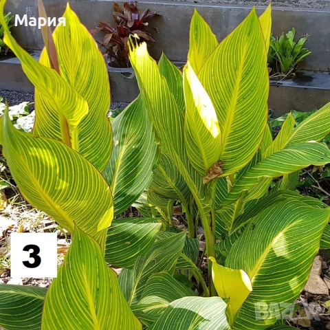 Канна Щутгард,Претория,Дурбан, снимка 7 - Градински цветя и растения - 52065550