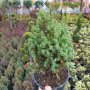 Хвойна Стрикта, Juniperus Stricta!!!, снимка 8