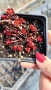 Червен седум Пурпурна Зима, Sedum spirium " Purpur Winter ", снимка 6