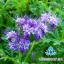 Семена от Фацелия - медоносно растение за пчелите разсад семена пчеларски растения силно медоносно ц, снимка 10