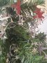 Украсена Коледна Елха , снимка 5