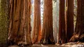 Нови Екзотични 15 семена от гигантска секвоя мамутово дърво sequoiadendron giganteum за декорация, снимка 15