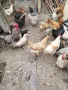 продавам домашно гледани кокошки петли пилета , снимка 3