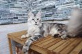 Мейн Куун котки , снимка 3