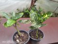 Акуба, снимка 1 - Градински цветя и растения - 42967519