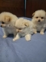 продавам малки кученца 2 момчета и 1 момиче Шпиц померан , снимка 3