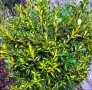 От април Храст Евронимус японика Вариегата /Euonymus japonicа aurea/