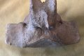 Фосил, прешлен от праисторически кит, снимка 1 - Други ценни предмети - 43285802