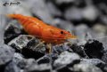 Аквариумни скариди - оранжеви /Orange Pumpkin Sakura/, снимка 3