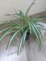 Хлорофитум Вариегата , снимка 2