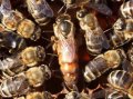 Пчелни майки, отводки ДБ, снимка 1 - Стоки за пчели - 35238856