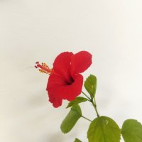 Китайски рози хибискус червена фуния, снимка 7 - Стайни растения - 38143414