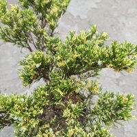 Хвойна Андора Вариегата, студоустойчива!!, снимка 2 - Градински цветя и растения - 37181791