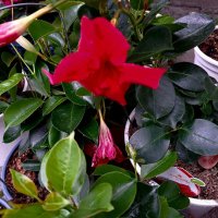 Дипладения розова червена бяла и жълта, снимка 8 - Градински цветя и растения - 40438084