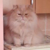 Женска персииска котка търси партньор, снимка 1 - Персийска - 42976080